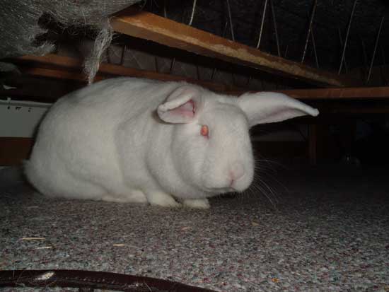 gus under the bed