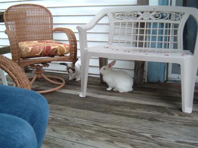 bunnies-on-moms-porch-001-custom.jpg