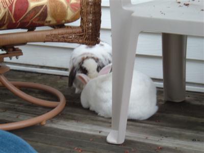 bunnies-on-moms-porch-002-custom.jpg