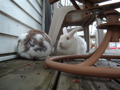 bunnies-on-moms-porch-003-custom.jpg