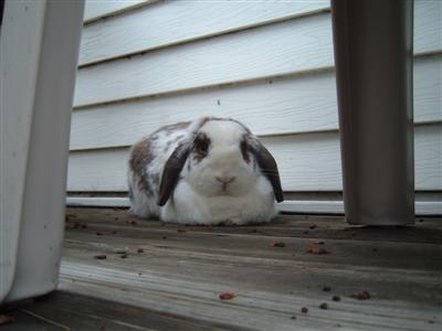 bunnies-on-moms-porch-009-custom.jpg