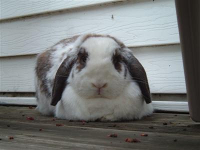 bunnies-on-moms-porch-012-custom.jpg