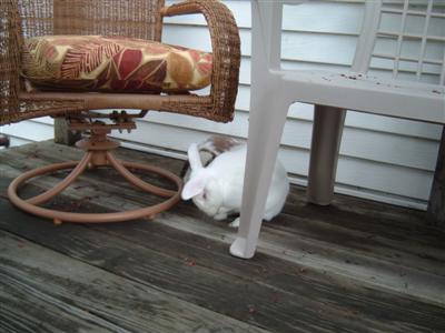 bunnies-on-moms-porch-016-custom.jpg