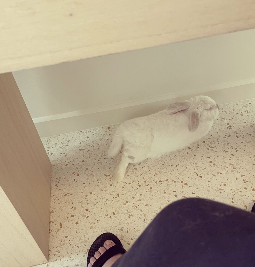 Chuck the bunny laying by his mummy's feet under her desk